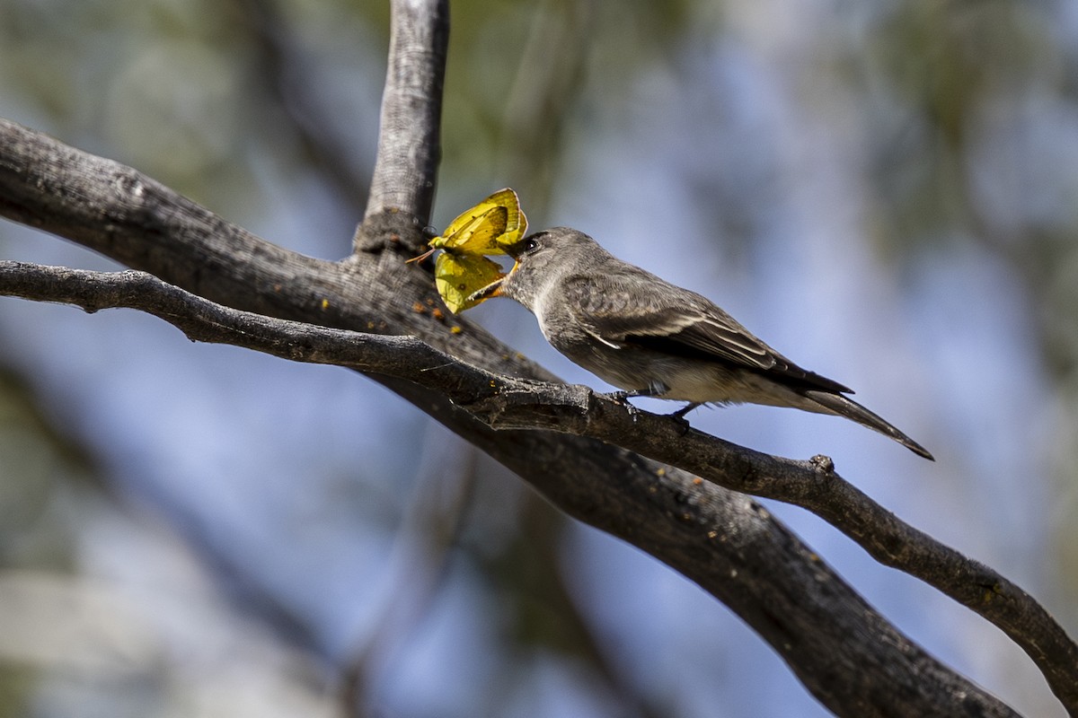 Western Wood-Pewee - ML623682274