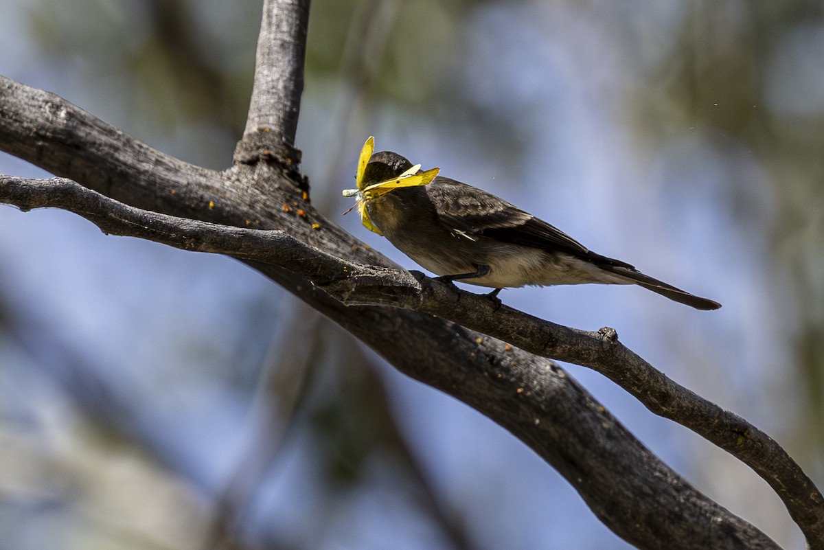 Western Wood-Pewee - ML623682277