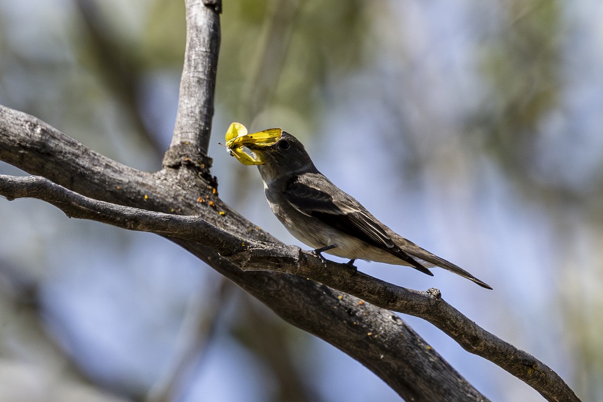 Western Wood-Pewee - ML623682282