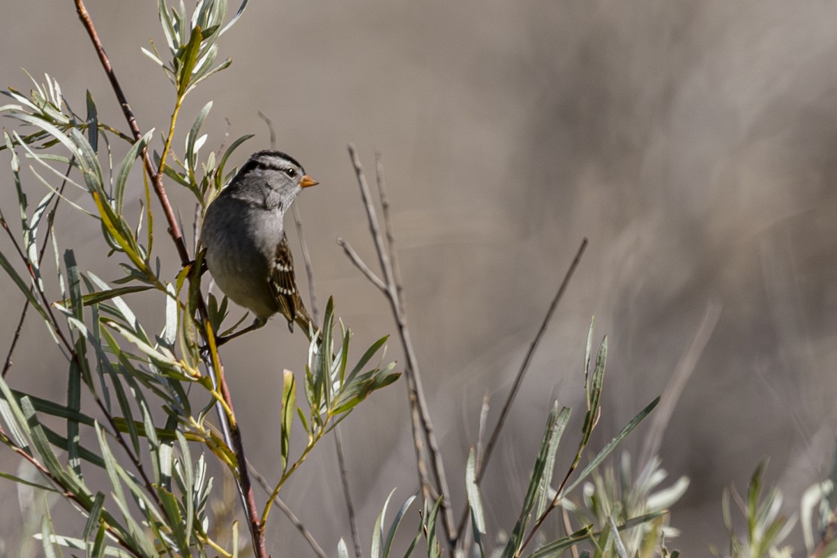 White-crowned Sparrow - ML623682287