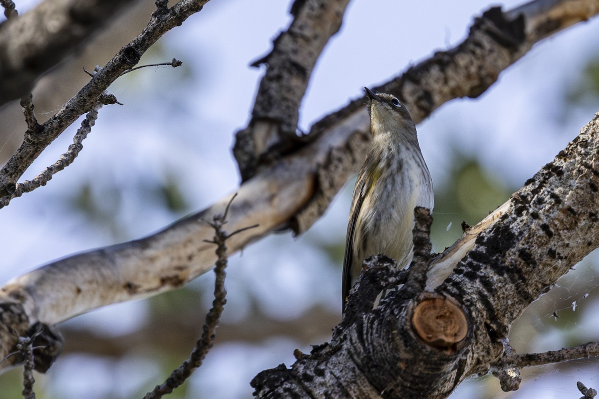 Yellow-rumped Warbler - ML623682290