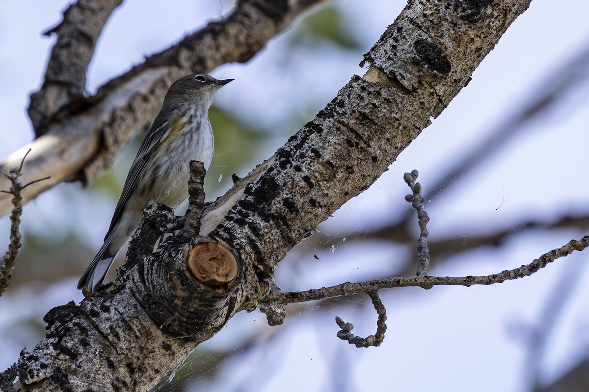 Yellow-rumped Warbler - ML623682291