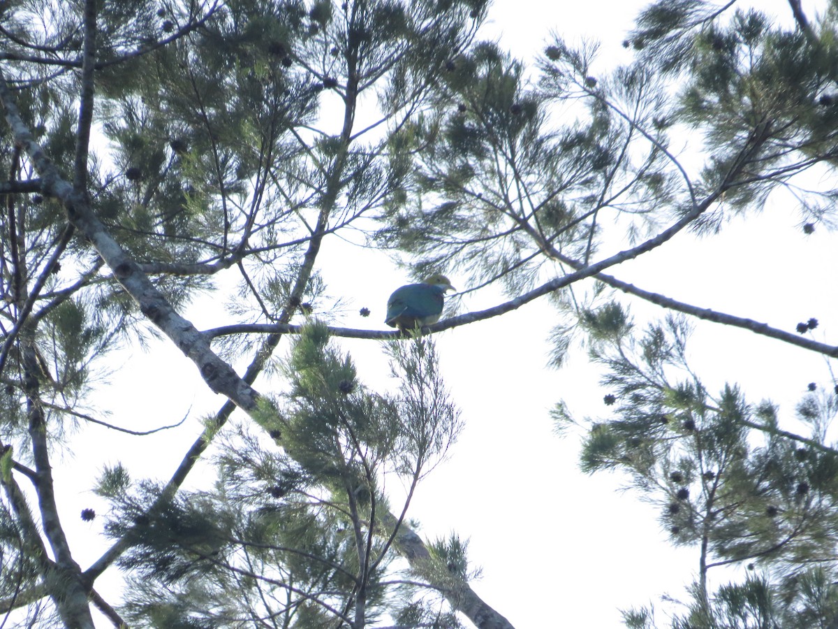 Pink-spotted Fruit-Dove - ML623682313