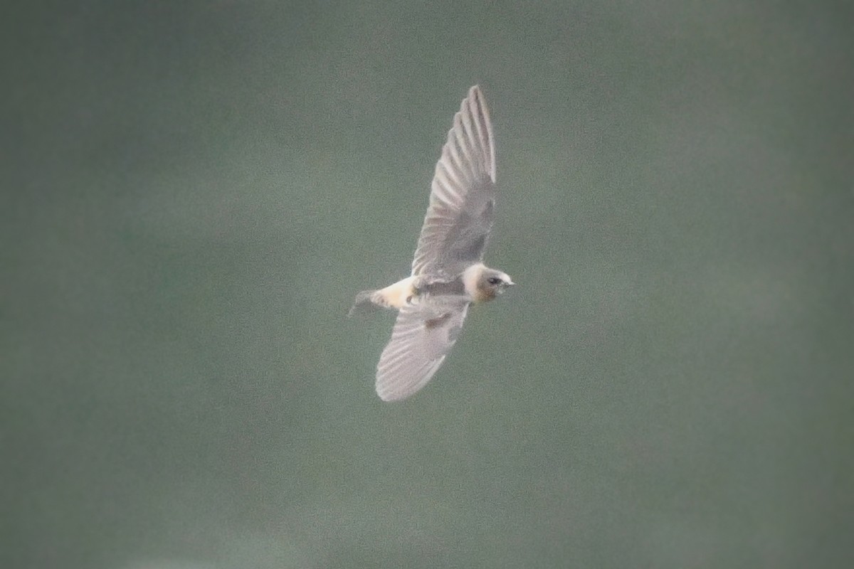 Cliff Swallow - ML623682389