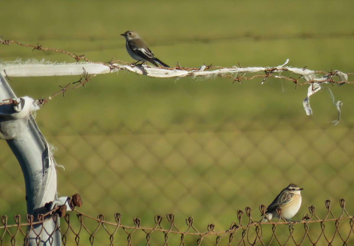 European Pied Flycatcher - ML623682413