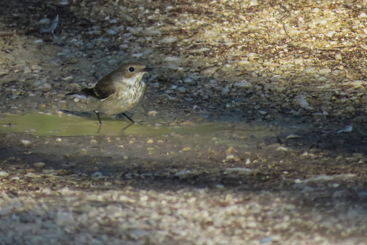 European Pied Flycatcher - ML623682414