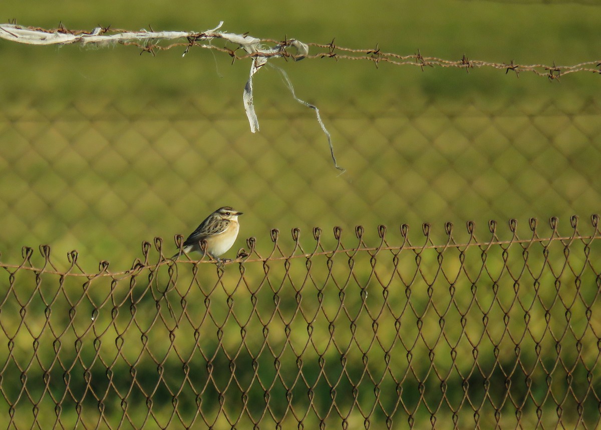 Whinchat - ML623682418