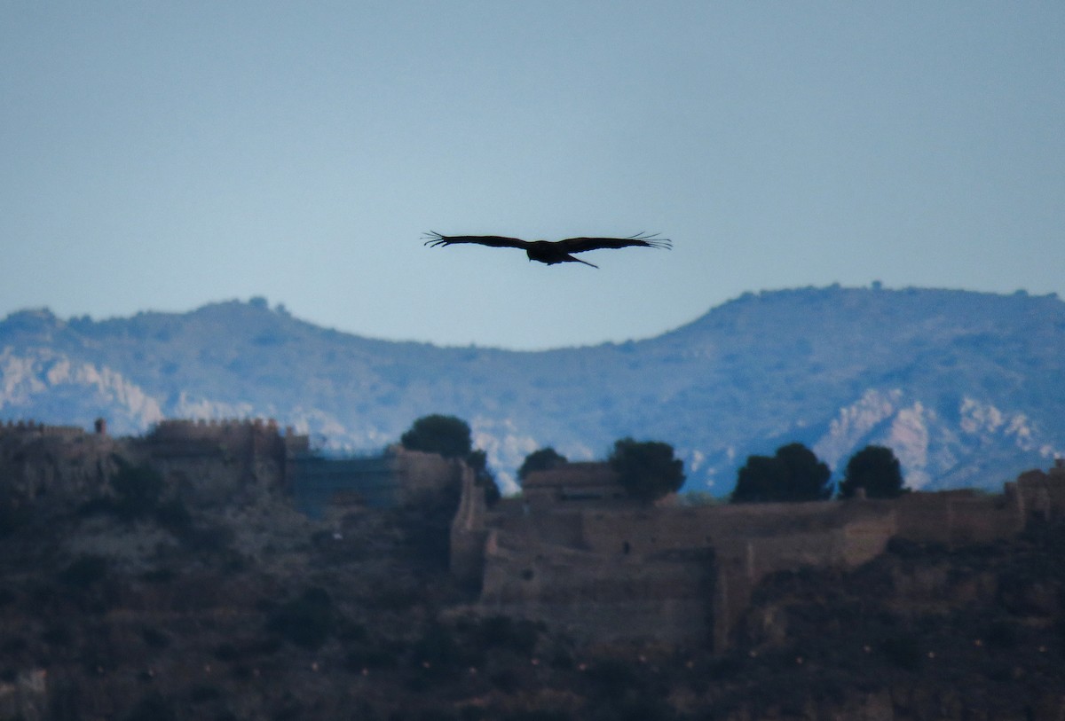 Black Kite - ML623682433