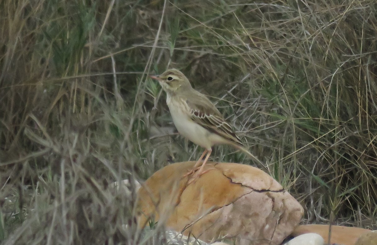 Tawny Pipit - ML623682436