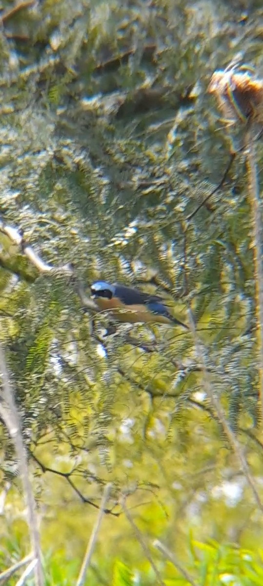 Fawn-breasted Tanager - Juan Andrés Lozano