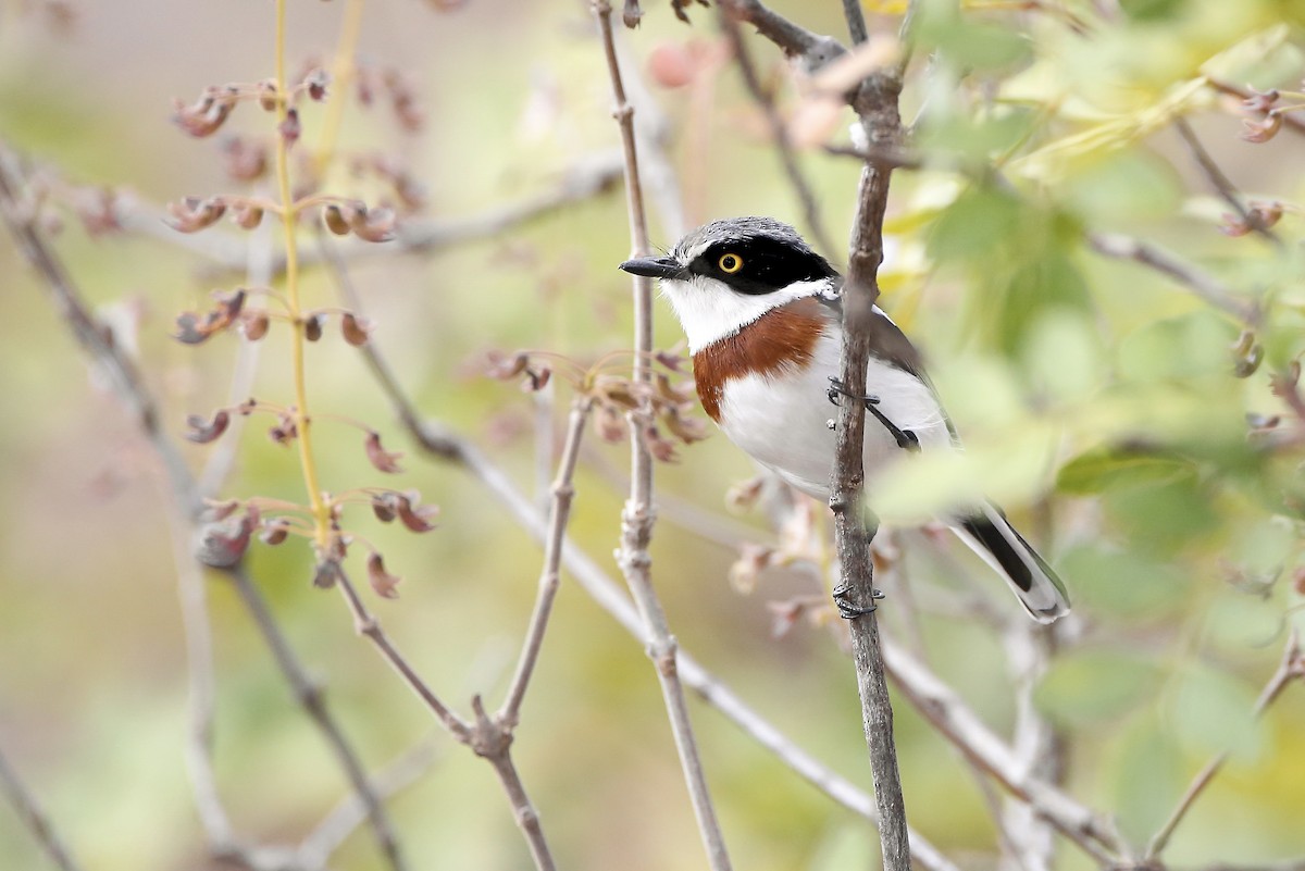 Pygmy Batis - ML623682523