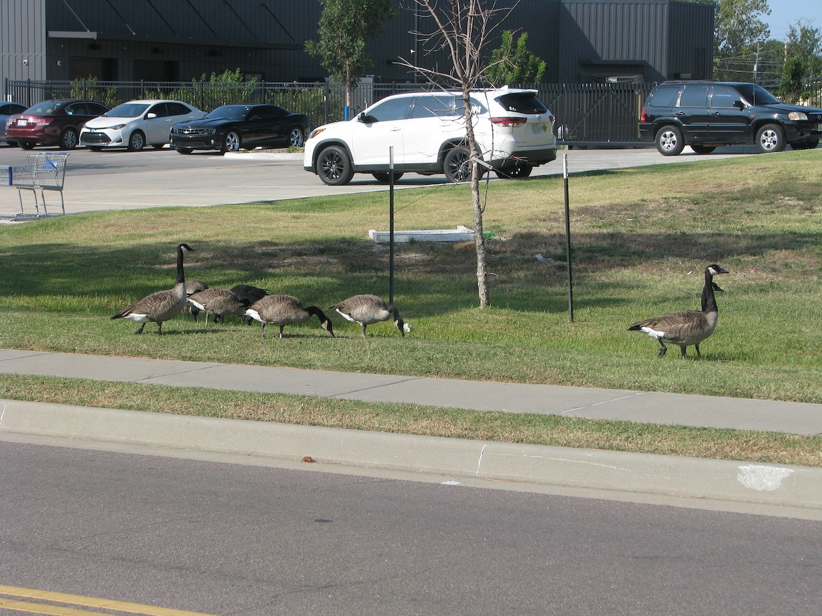 Canada Goose - ML623682557