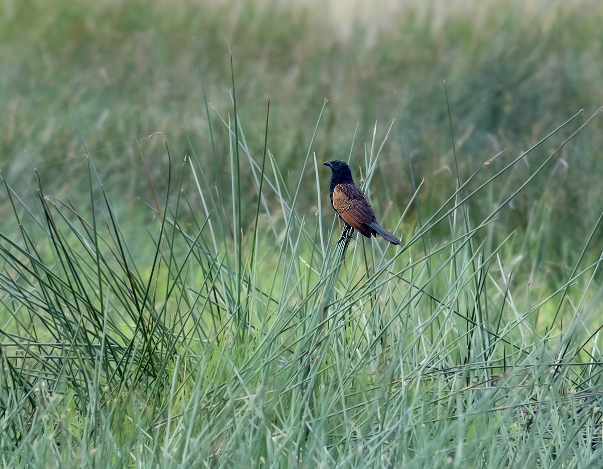 Black Coucal - ML623682580