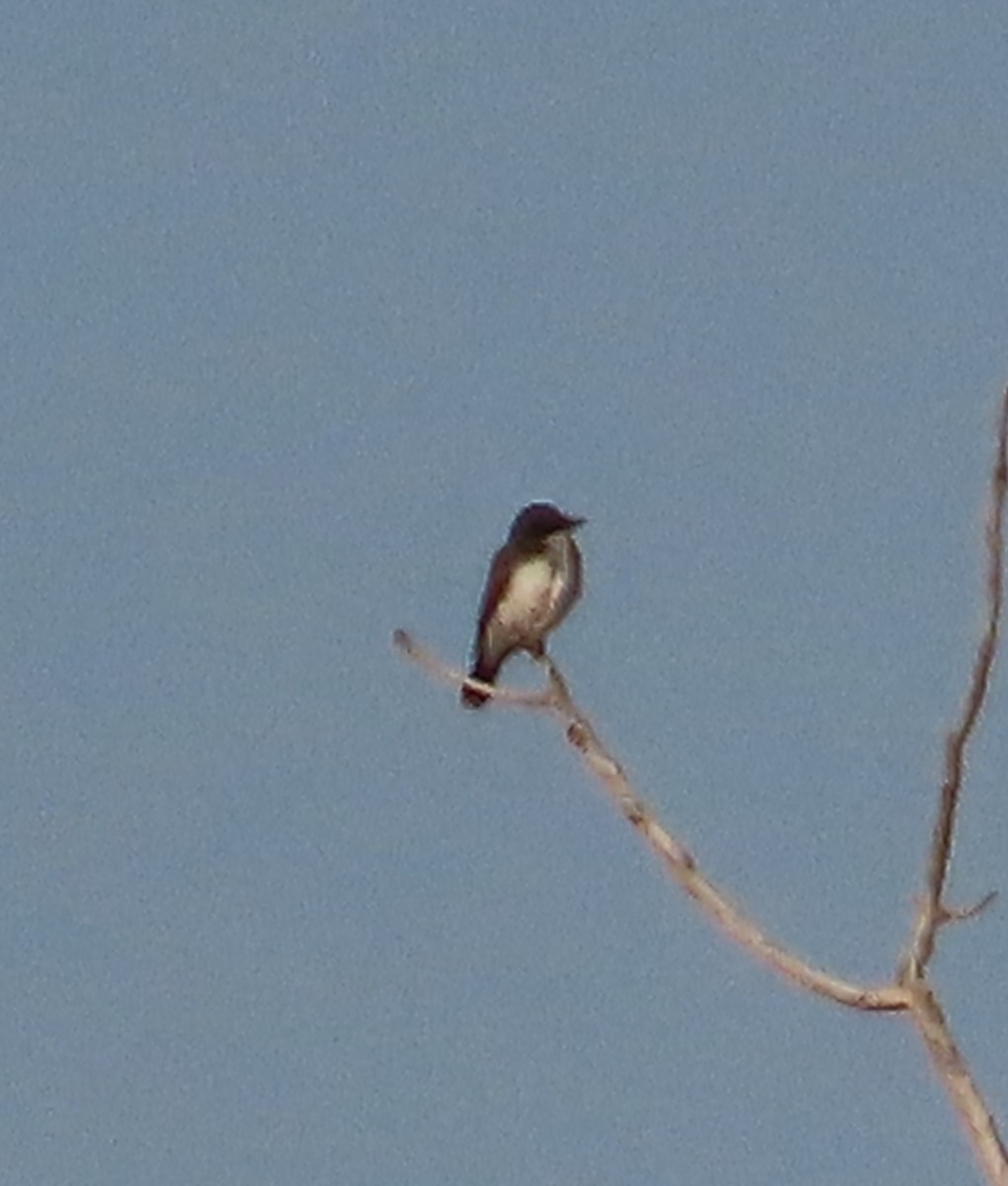 Eastern Kingbird - ML623682586