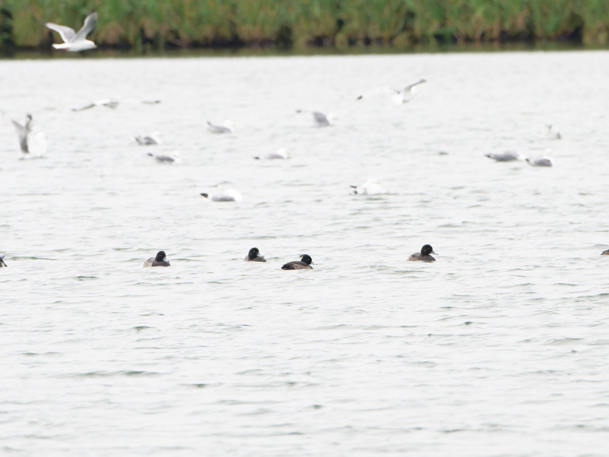 Tufted Duck - ML623682590