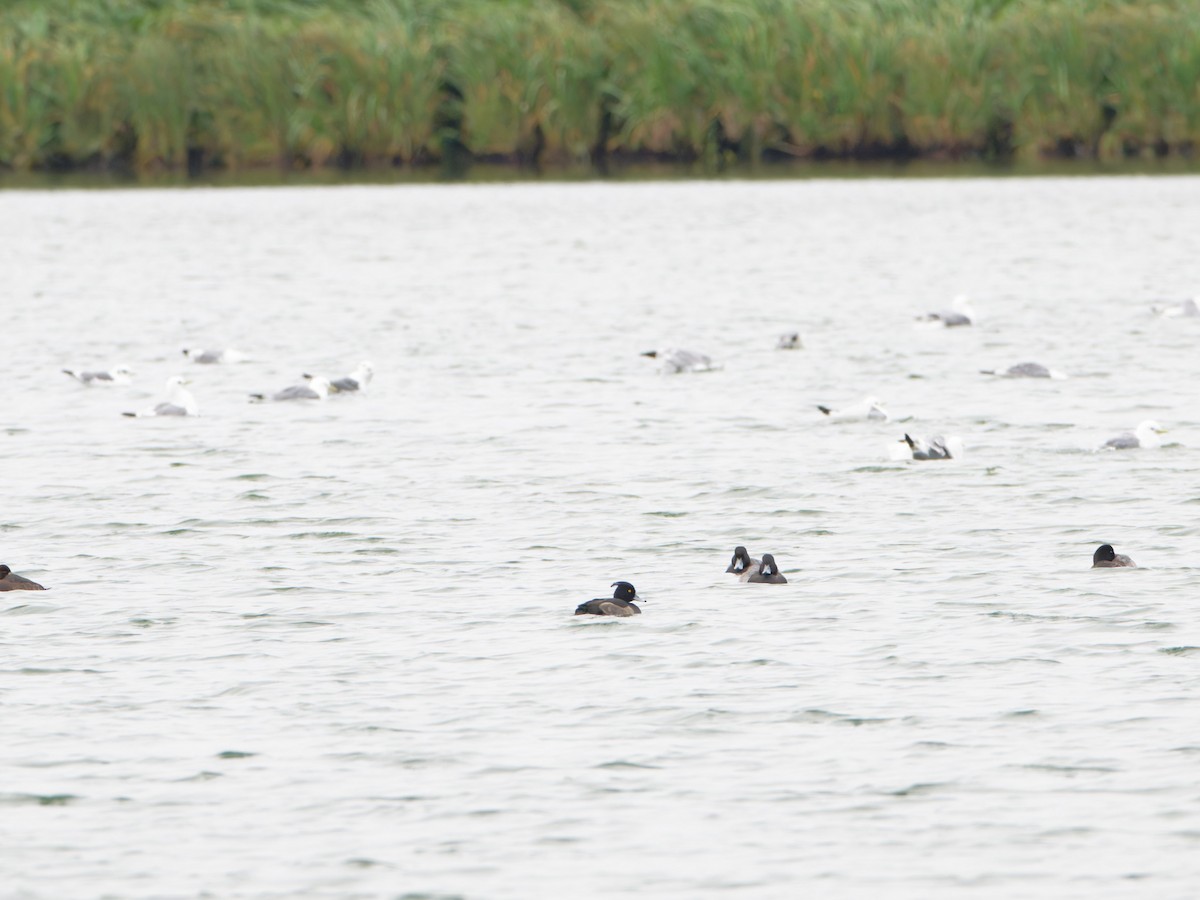 Tufted Duck - ML623682591