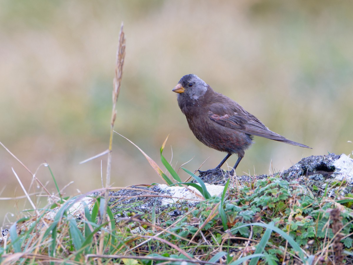 Gray-crowned Rosy-Finch (Pribilof Is.) - ML623682646