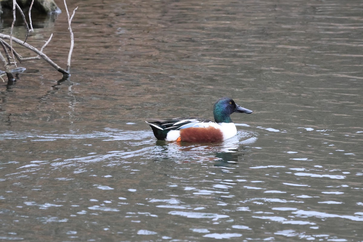 Northern Shoveler - ML623682659