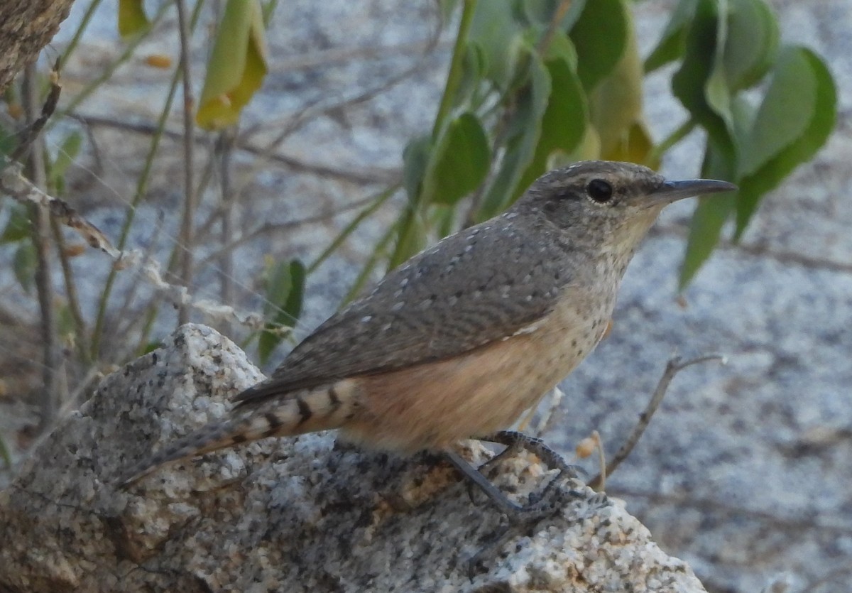 Rock Wren - ML623682661