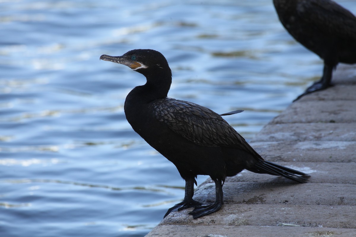 Cormorán Biguá - ML623682696