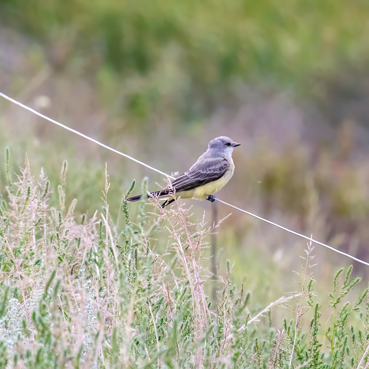 Western Kingbird - ML623682699