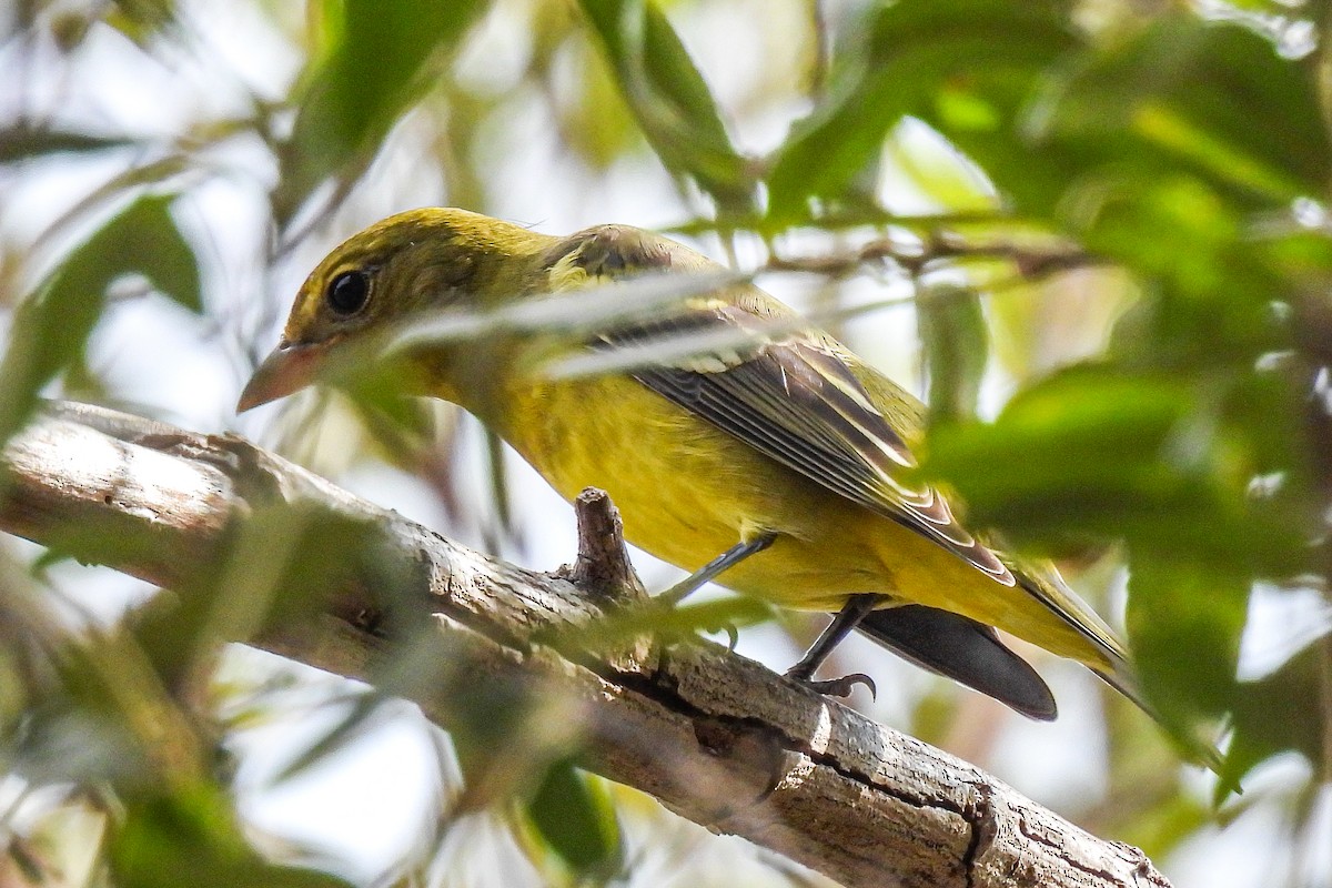 Western Tanager - ML623682709