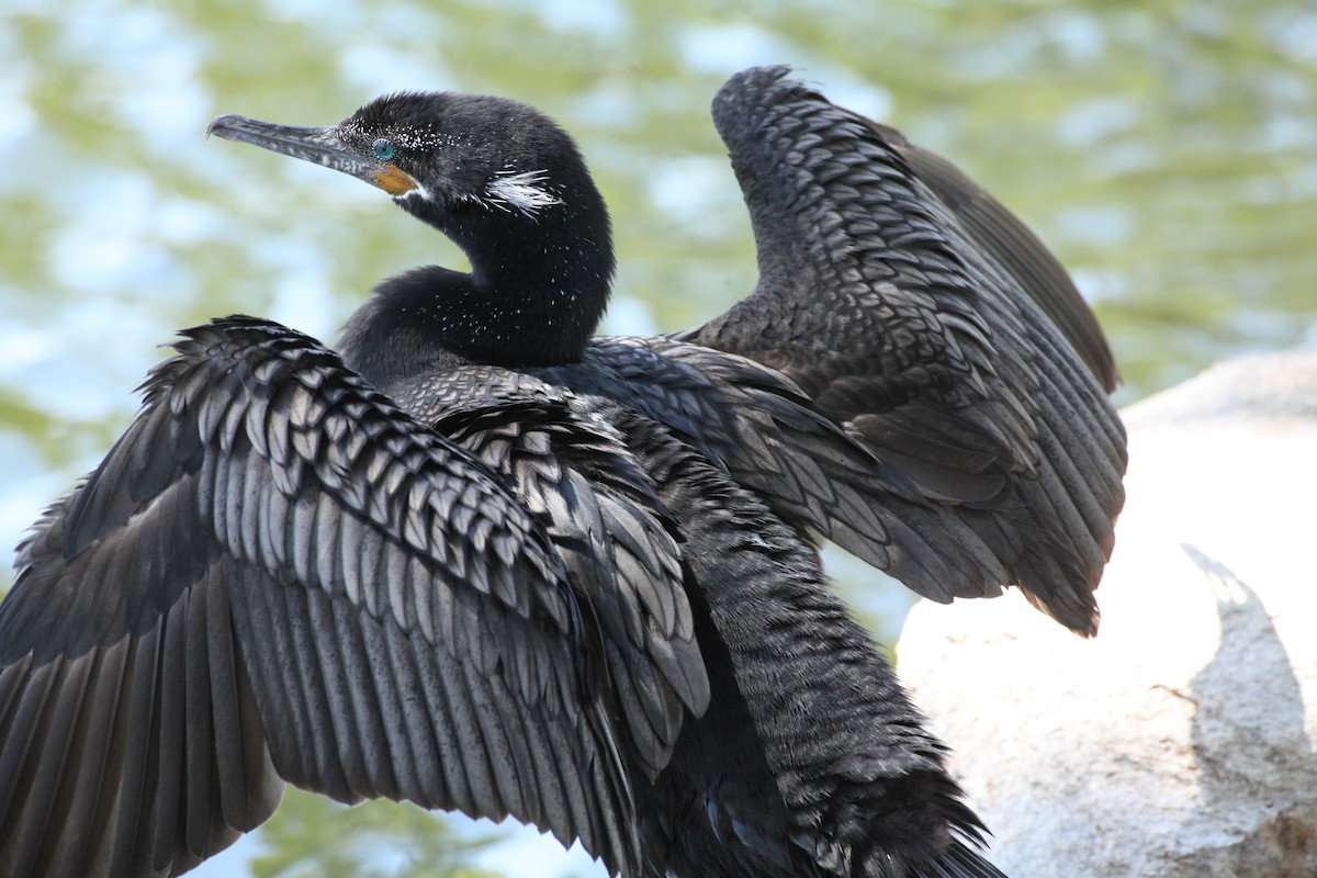 Cormorán Biguá - ML623682710