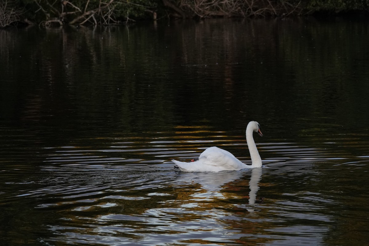 Mute Swan - Chao-Ju Su