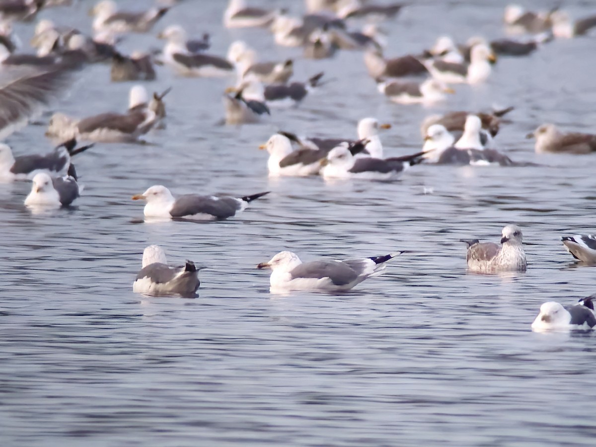 Ring-billed x Lesser Black-backed Gull (hybrid) - ML623682750