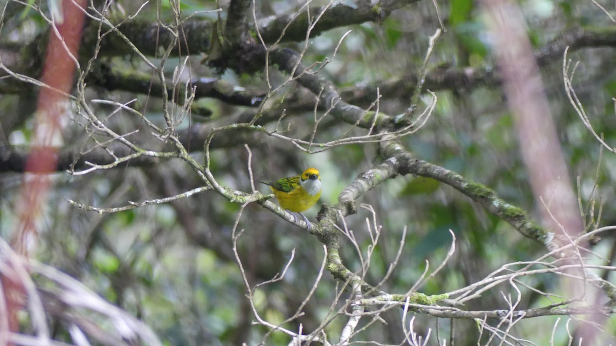 Silver-throated Tanager - ML623682765