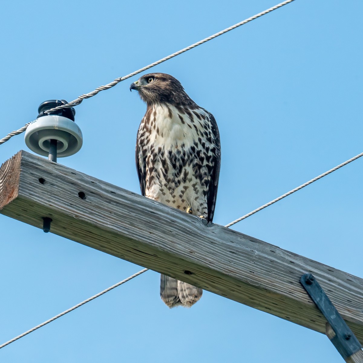 Red-tailed Hawk - Alex G.