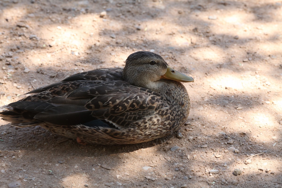 Mallard - Ken Lamberton