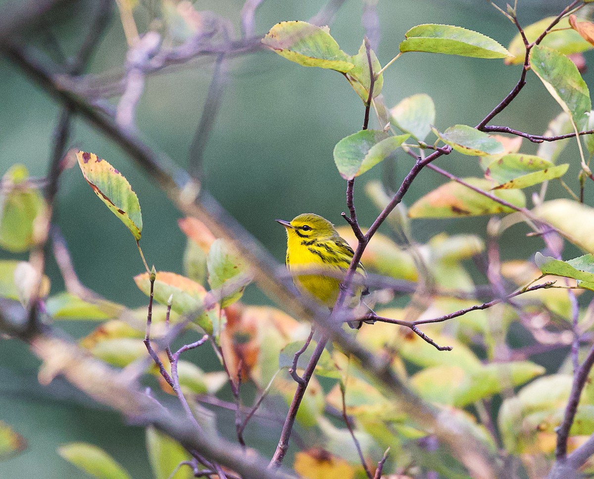 Prairie Warbler - ML623682813