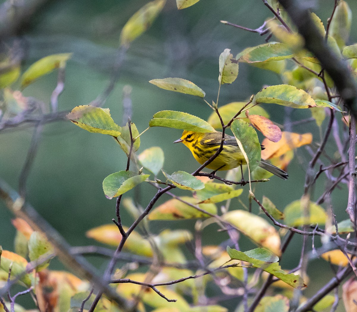 Prairie Warbler - ML623682814