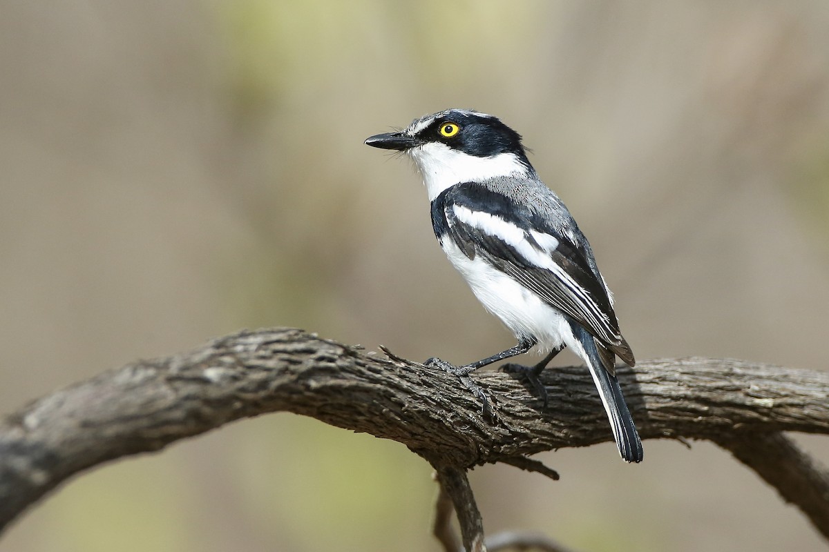 Pygmy Batis - ML623682829