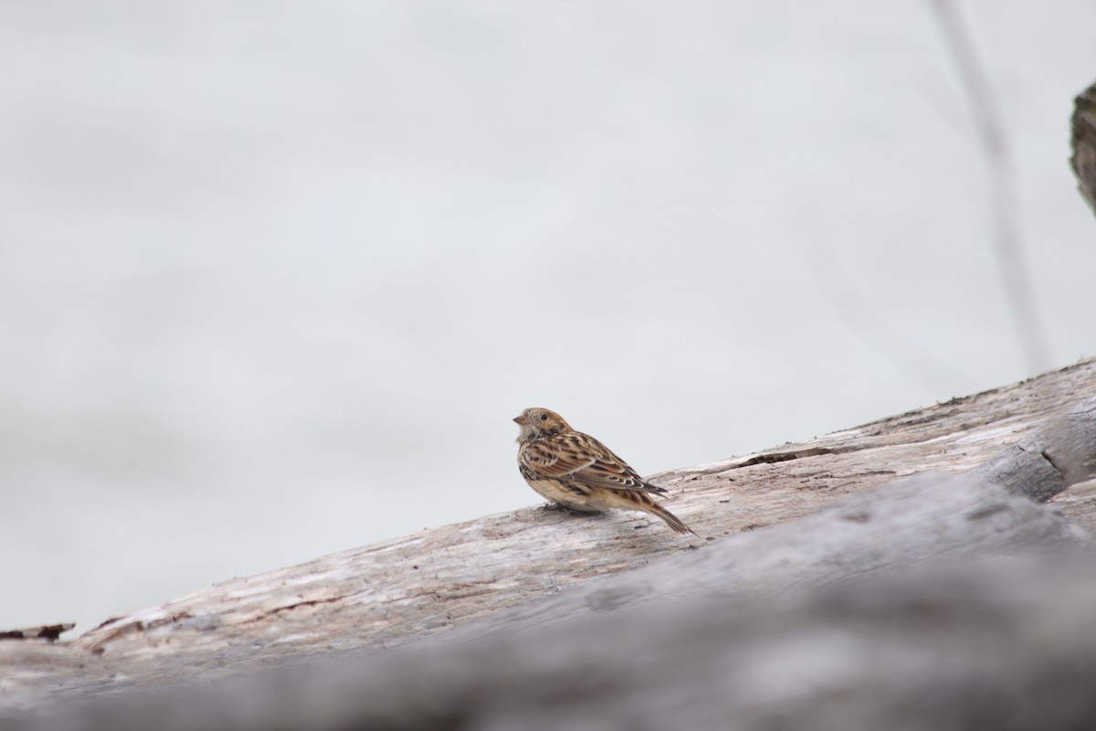 Lapland Longspur - Sam MacTavish