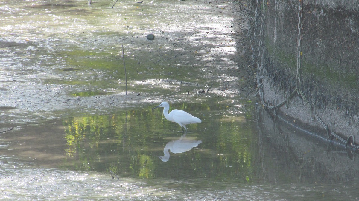 Little Egret - ML623682946