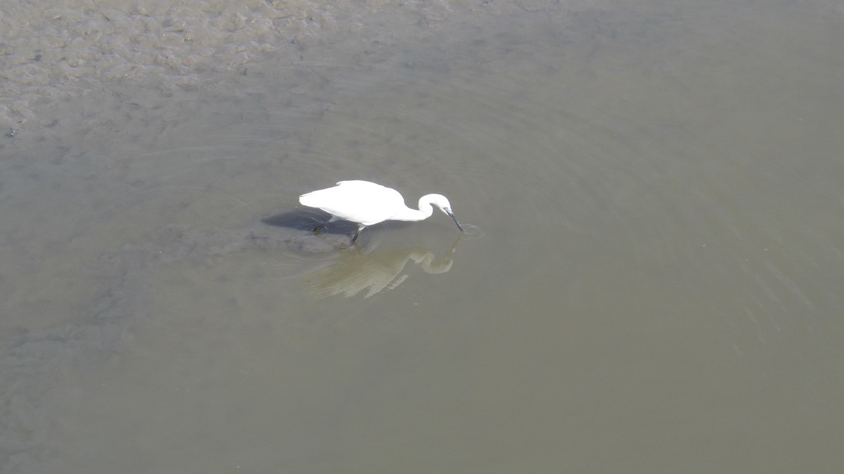 Little Egret - ML623682957