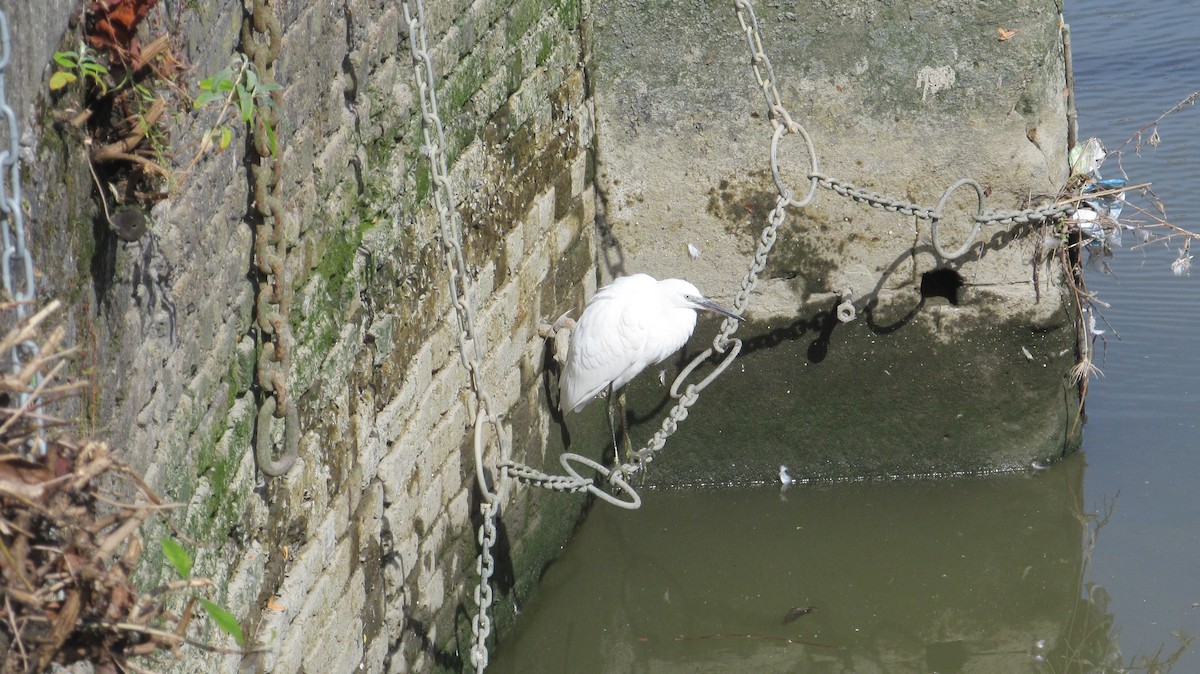 Little Egret - ML623682974