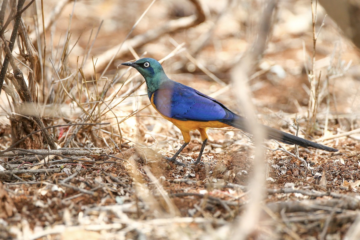 Golden-breasted Starling - ML623682997