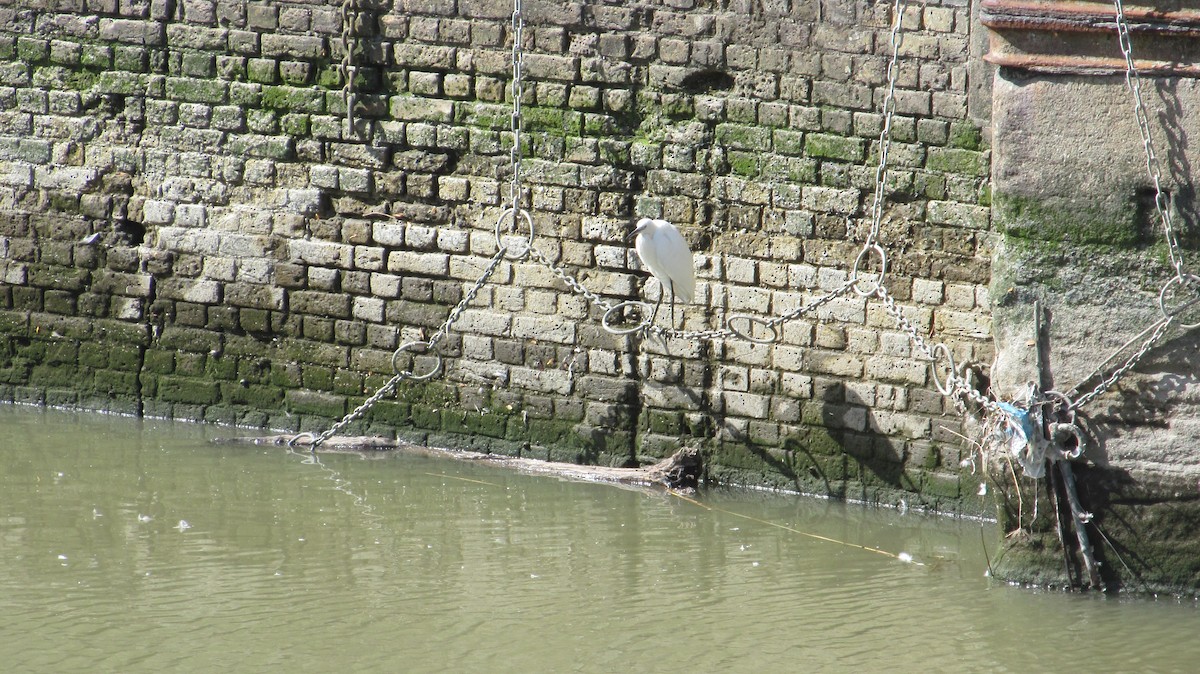 Little Egret - ML623682999