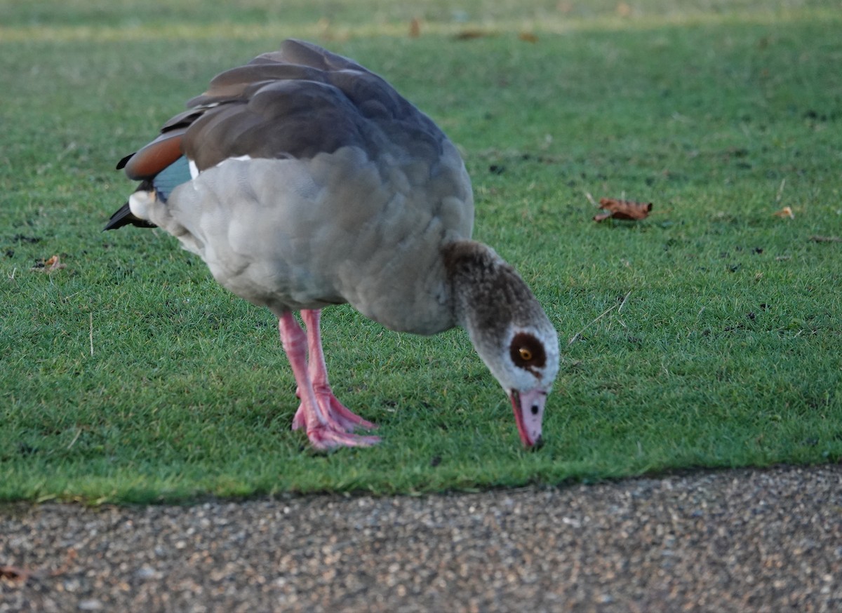 Egyptian Goose - Chao-Ju Su