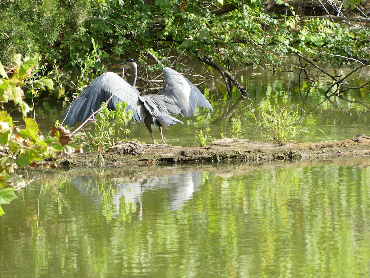 Great Blue Heron - Cindy Sherwood