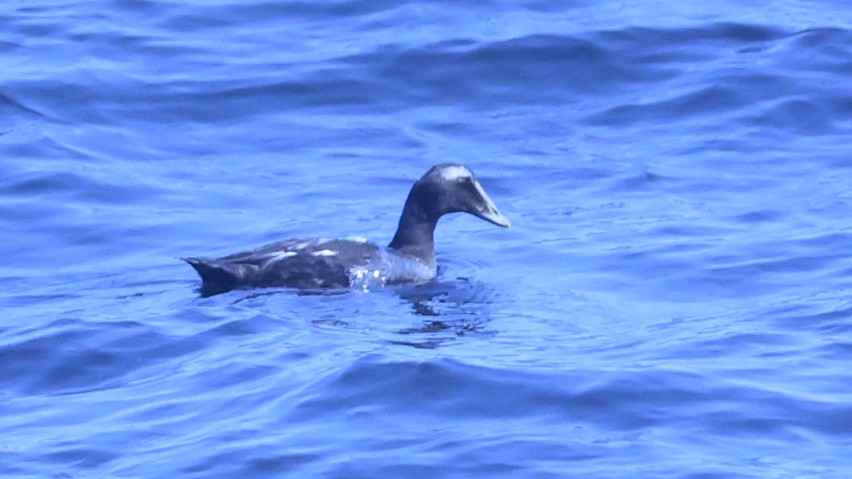 Common Eider - ML623683120