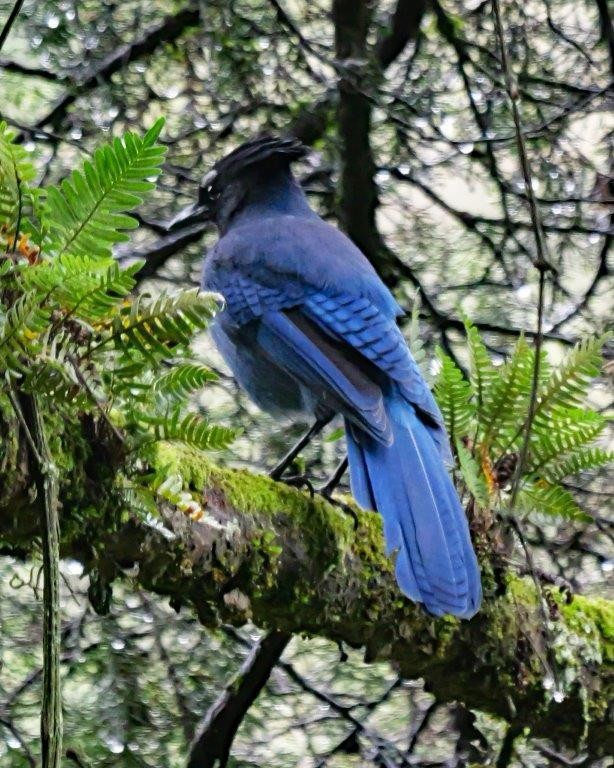 Steller's Jay - ML623683131