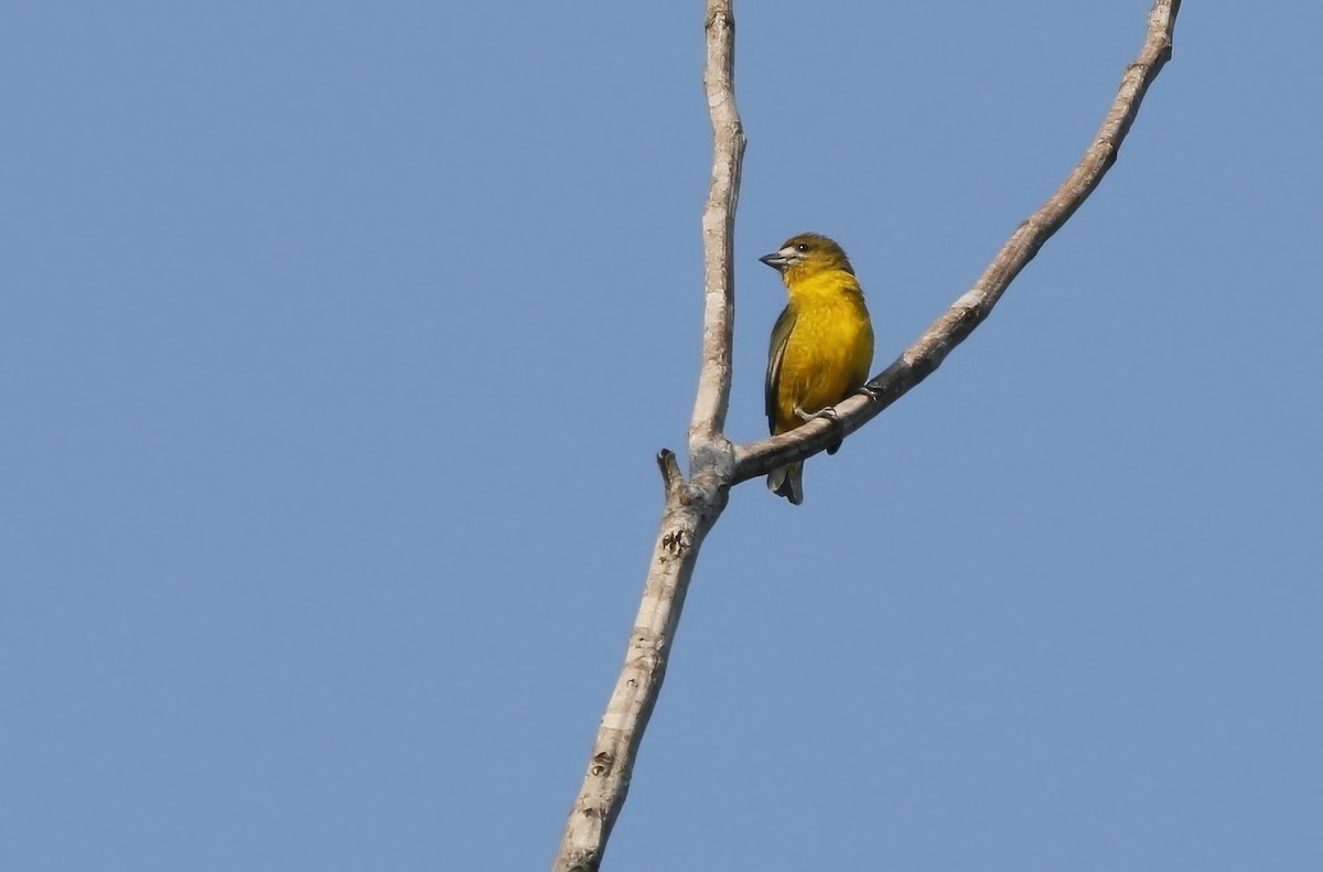 Golden-bellied Euphonia - ML623683141