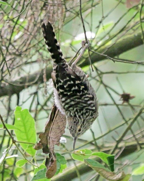 Gray-barred Wren - ML623683161