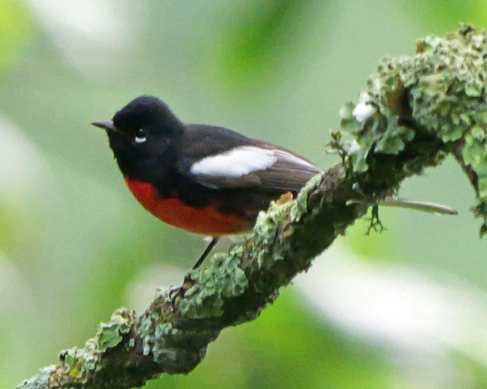 Painted Redstart - ML623683168