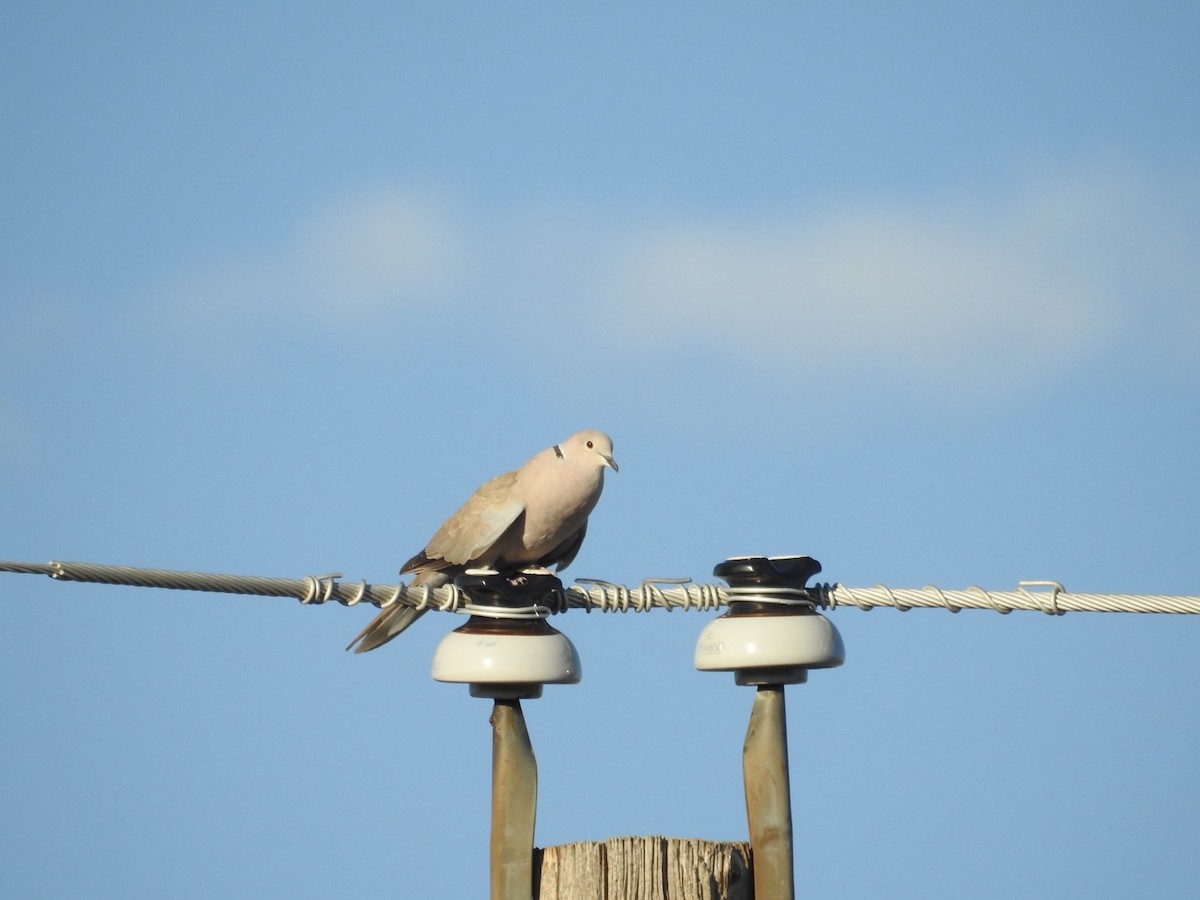 Eurasian Collared-Dove - ML623683174