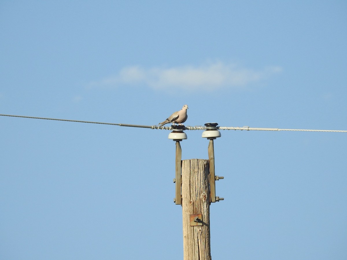 Eurasian Collared-Dove - ML623683175